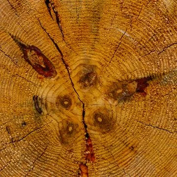 Cross section log Stock Photos