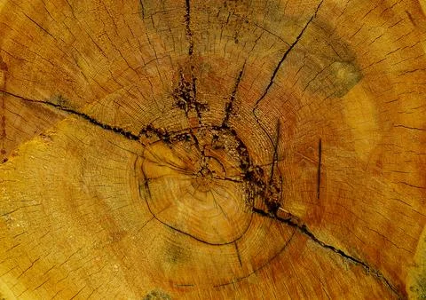 Cross section log Stock Photos