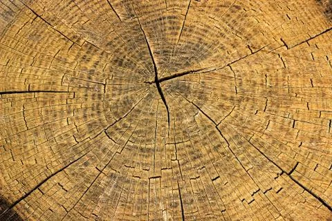 Cross section log texture 스톡 사진