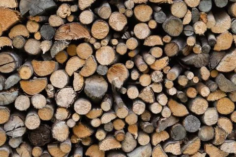 Cross section of many cut branches Stock Photos