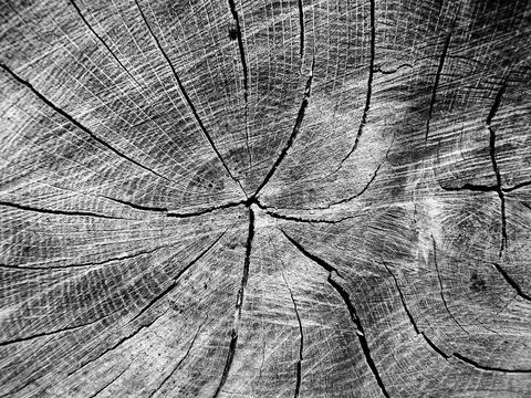 Cross section of oak tree. Foto stock