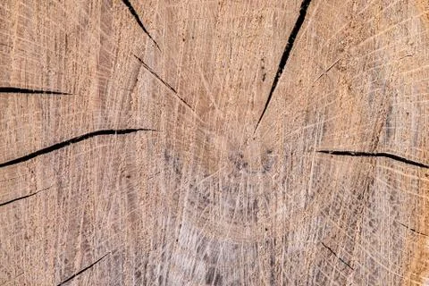 Cross section of oak tree, sample. Annual rings on surface, cracks and detailed Fotos Stock