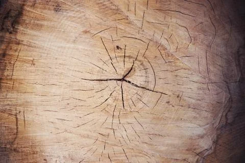 Cross-section ofan old tree. Stock Photos