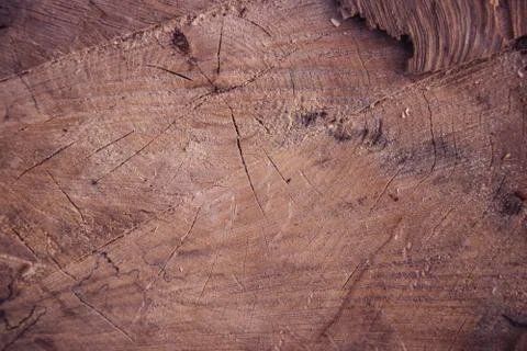 Cross-section ofan old tree. Stock Photos