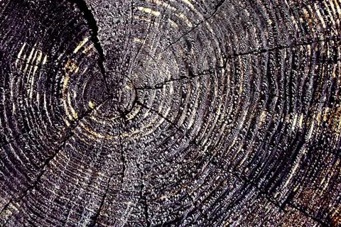 Cross-section of the old tree. background of wooden plank texture wall with s Stock Photos