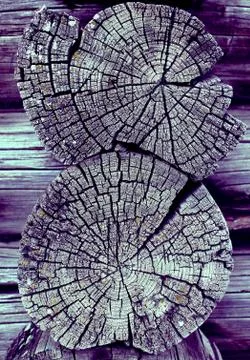 Cross-section of the old tree. background of wooden plank texture wall with s Stock Photos