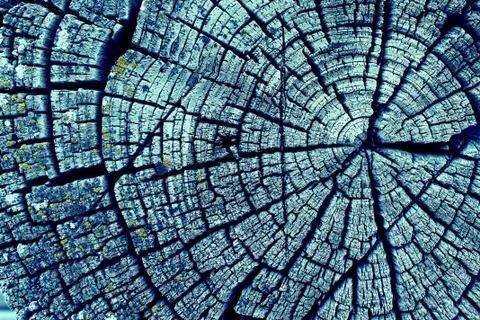 Cross-section of the old tree. background of wooden plank texture wall with s Stock Photos