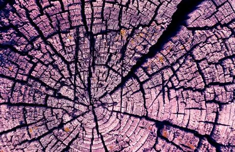 Cross-section of the old tree. background of wooden plank texture wall with s Stock Photos