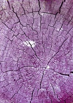 Cross-section of the old tree. background of wooden plank texture wall with s Stock Photos
