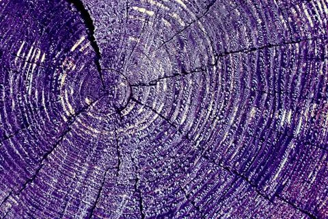 Cross-section of the old tree. background of wooden plank texture wall with s Stock Photos