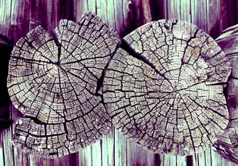 Cross-section of the old tree. background of wooden plank texture wall with s Stock Photos