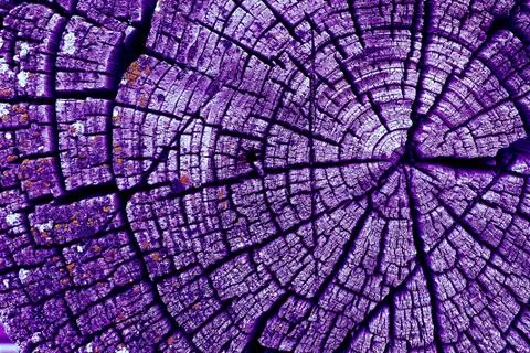 Cross-section of the old tree. background of wooden plank texture wall with s Stock Photos