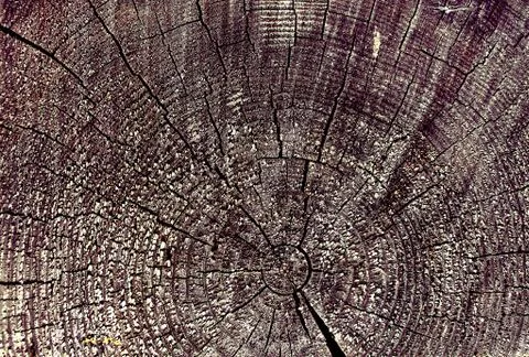 Cross-section of the old tree. background of wooden plank texture wall with s Stock Photos