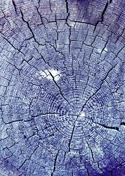 Cross-section of the old tree. background of wooden plank texture wall with s Stock Photos