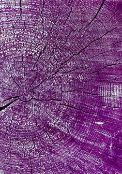 Cross-section of the old tree. background of wooden plank texture wall with s Stock Photos