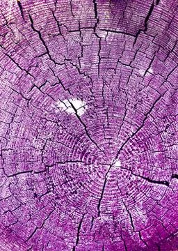 Cross-section of the old tree. background of wooden plank texture wall with s Stock Photos