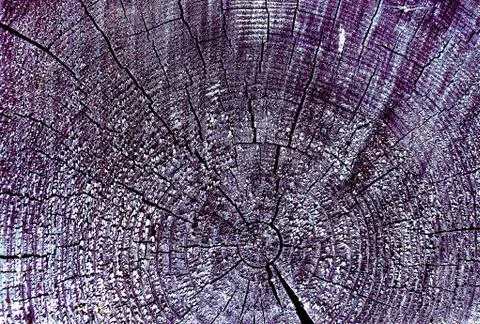 Cross-section of the old tree. background of wooden plank texture wall with s Stock Photos