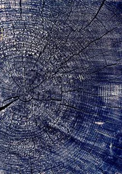 Cross-section of the old tree. background of wooden plank texture wall with s Stock Photos