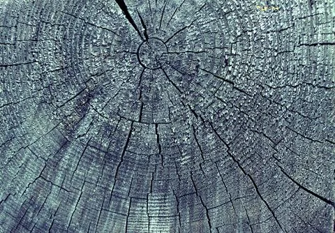 Cross-section of the old tree. background of wooden plank texture wall with s Stock Photos