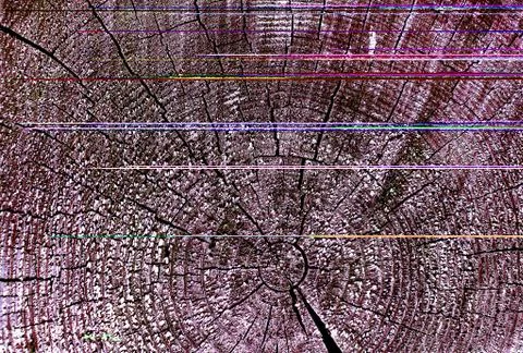 Cross-section of the old tree. background of wooden plank texture wall with Stock Photos