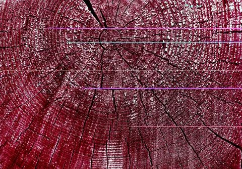 Cross-section of the old tree. background of wooden plank texture wall with Stock Photos