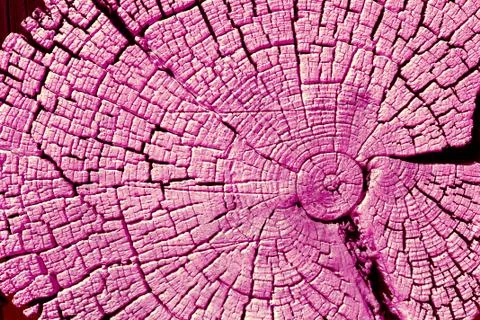 Cross-section of the old tree. background of wooden plank texture wall with s Stock Photos