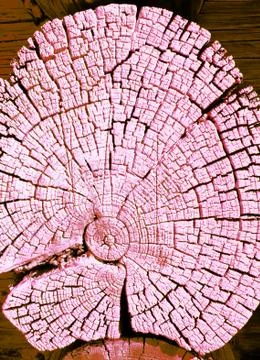 Cross-section of the old tree. background of wooden plank texture wall with s Stock Photos