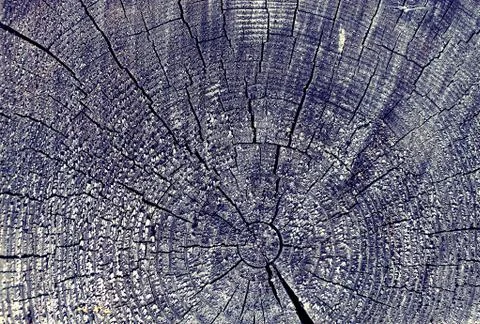 Cross-section of the old tree. background of wooden plank texture wall with s Stock Photos