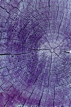 Cross-section of the old tree. background of wooden plank texture wall with s Stock Photos