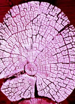 Cross-section of the old tree. background of wooden plank texture wall with s Stock Photos