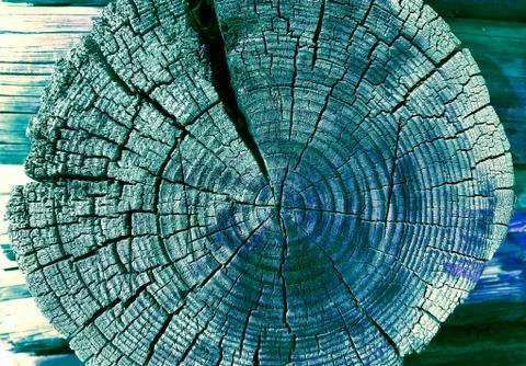 Cross-section of the old tree. background of wooden plank texture wall with s Stock Photos