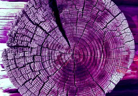 Cross-section of the old tree. background of wooden plank texture wall with Stock Photos