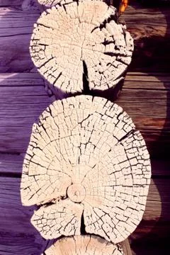 Cross-section of the old tree. background of wooden plank texture wall with Stock Photos