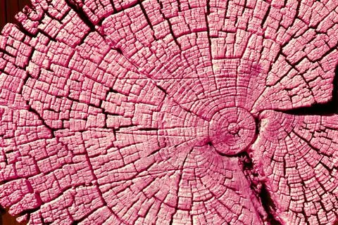 Cross-section of the old tree. background of wooden plank texture wall with Stock Photos