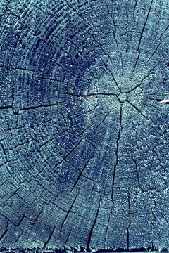 Cross-section of the old tree. background of wooden plank texture wall with s Stock Photos