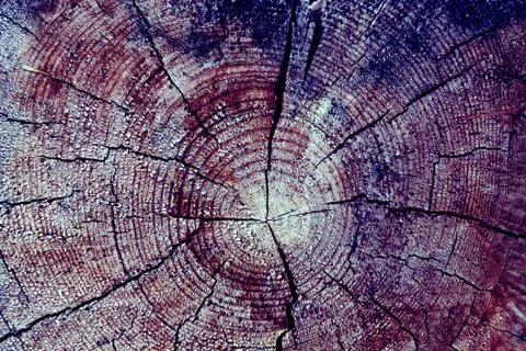 Cross-section of the old tree. background of wooden plank texture wall with s Stock Photos