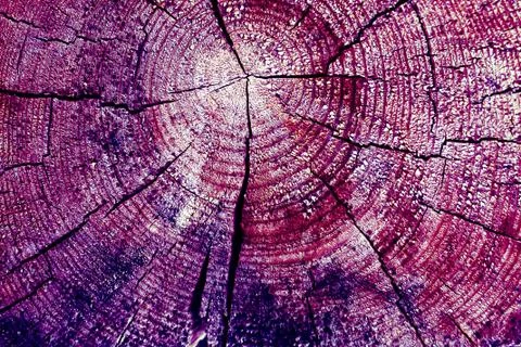 Cross-section of the old tree. background of wooden plank texture wall with s Stock Photos