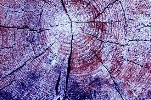Cross-section of the old tree. background of wooden plank texture wall with s Stock Photos