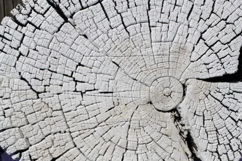 Cross-section of the old tree. background of wooden plank texture wall with s Stock Photos