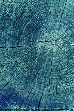 Cross-section of the old tree. background of wooden plank texture wall with s Stock Photos