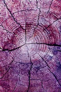 Cross-section of the old tree. background of wooden plank texture wall with s Stock Photos