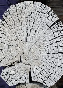 Cross-section of the old tree. background of wooden plank texture wall with s Stock Photos
