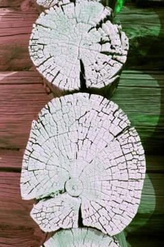 Cross-section of the old tree. background of wooden plank texture wall with Stock Photos