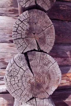 Cross-section of the old tree. background of wooden plank texture wall with Stock Photos