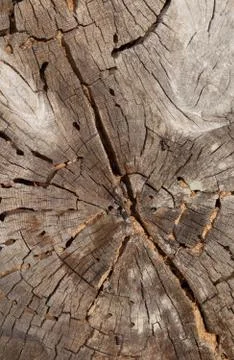 Cross-section of the old tree carpenter ant-eaten Stock Photos