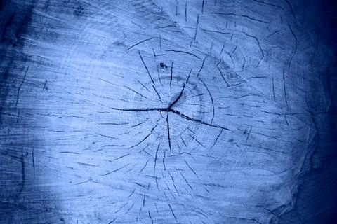 Cross-section of an old tree. Stock Photos