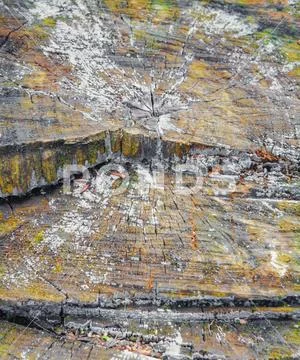Cross section of old tree stump with cracks and annual age rings Stock Photos