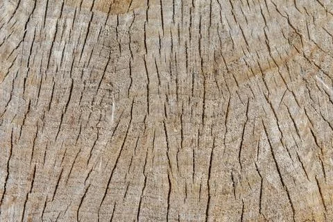 Cross section of an old tree. Texture cross section of an old tree close up Stock Photos