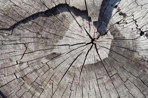 Cross Section of Old Tree Trunk Showing Growth Rings. Texture Background. Stock Photos