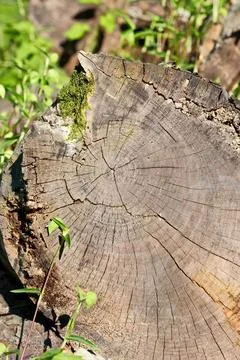 Cross Section of Old Weathered Tree Trunk with Growth Rings Against Green Grass Stock Photos